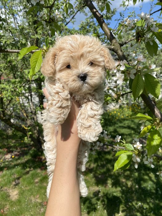 Міні мальтипу ф1 чіповані