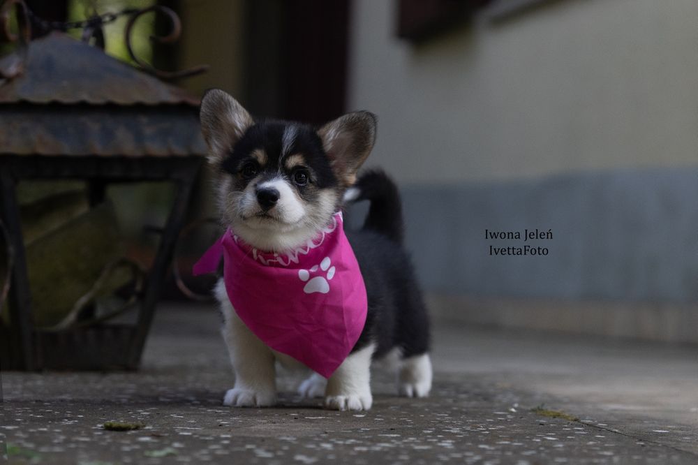 Welsh Corgi Pembroke, ten który Cię pokocha