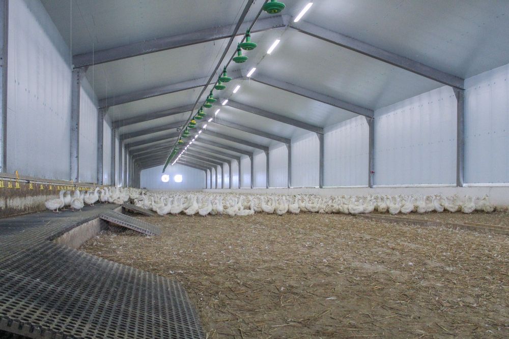 Izolacja Termiczna do Obory Kurnika Tuczarni Chlewni Styrodur XPS AGRO