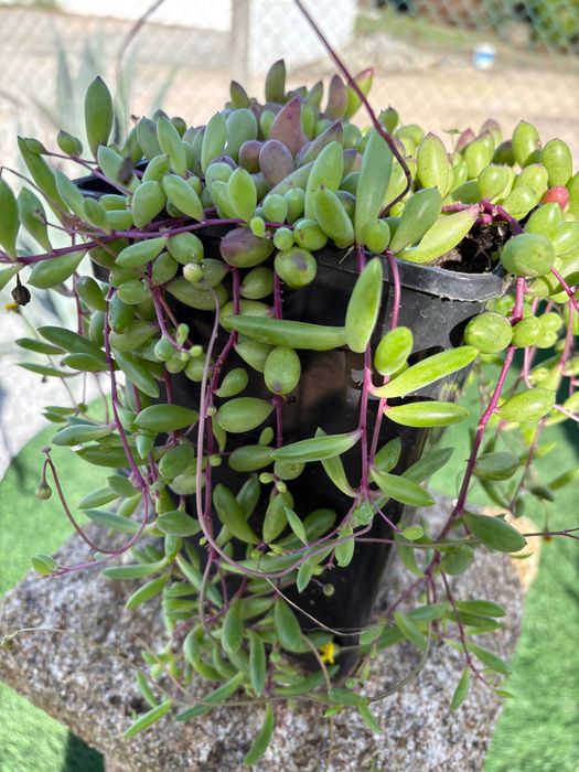 Suculentas Orbea variegata, Crassula, Aeonium, outras