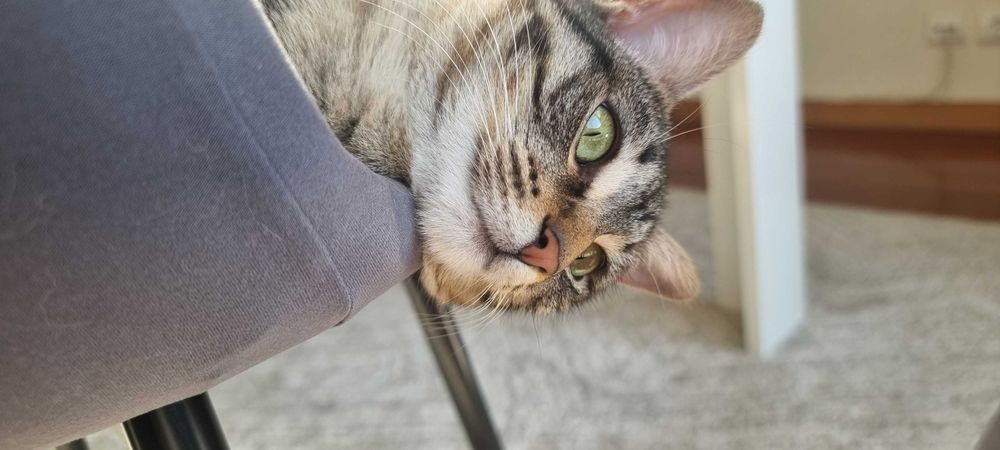 Gatas para adoção