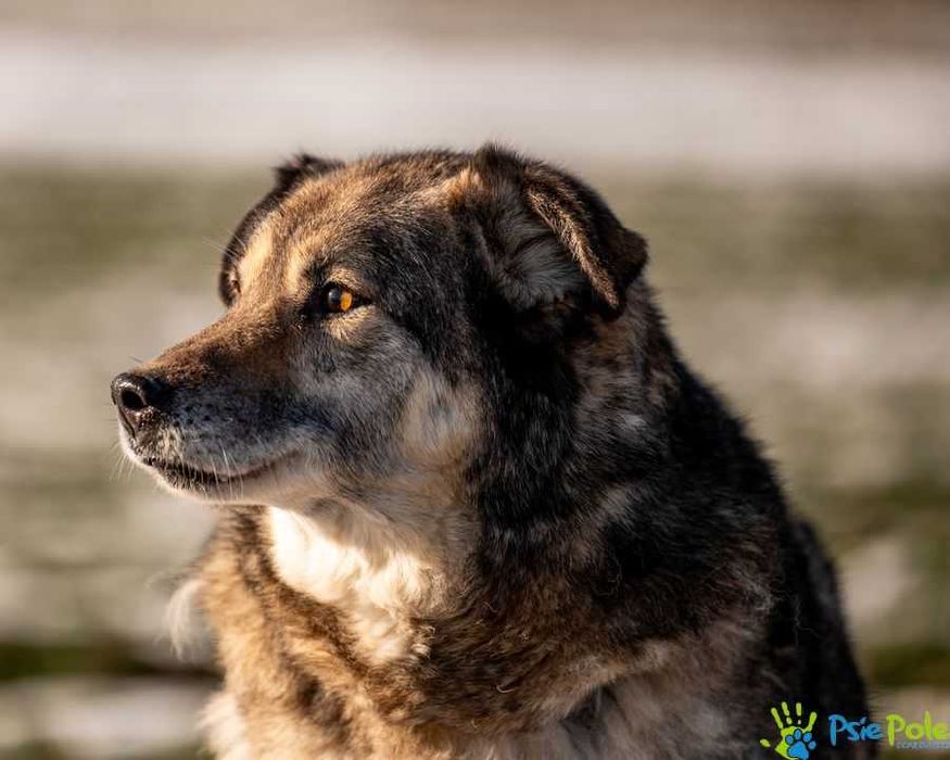 Dostojny MOKI szuka domku!