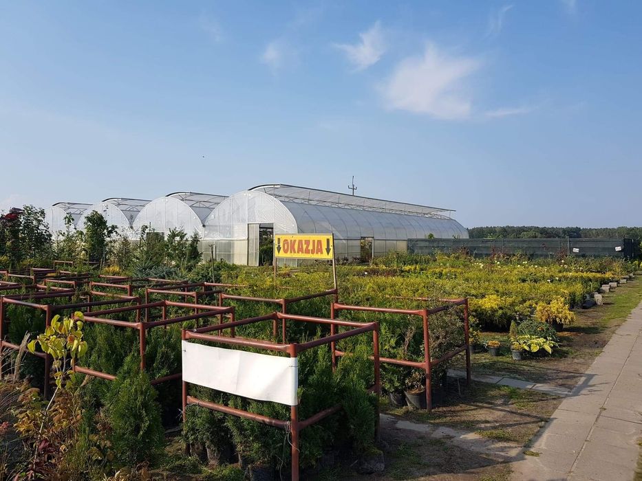 Rośliny ozdobne tuje wolsztyn iglaki byliny drzewa krzewy