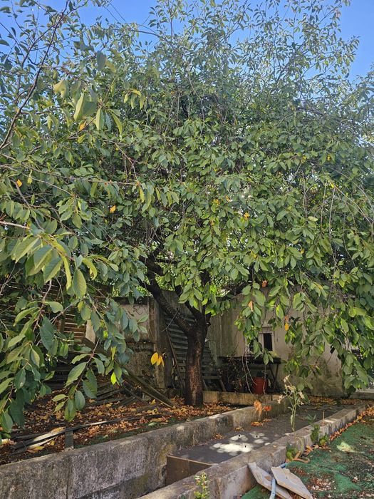 Trabalhos de jardinagem e podas de árvores