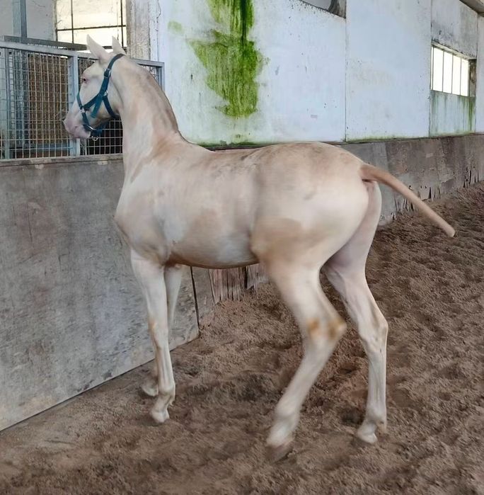 Poldro PSL Lusitano Isabel
