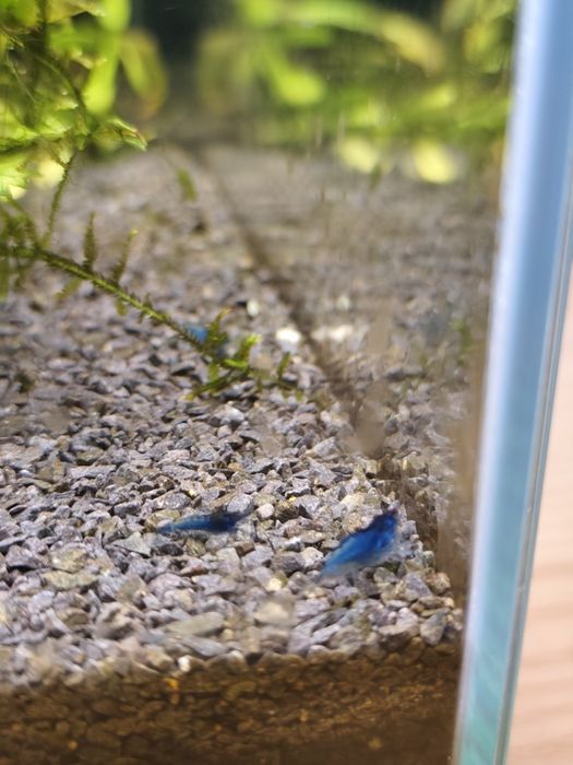 Krewetki blue velvet