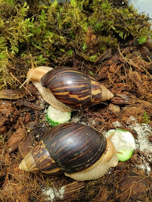 Продам 2 равлики Ахатина з усім необхідним.