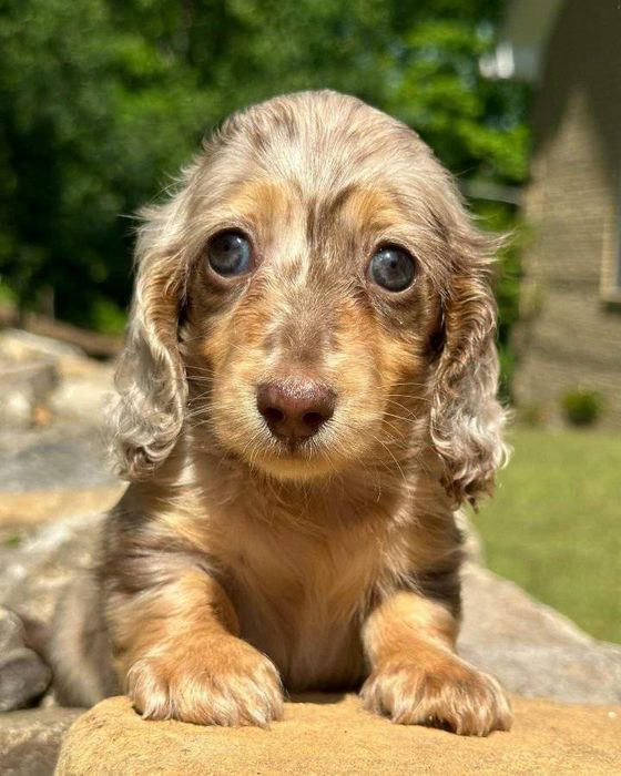 Довгошерстна мерлешнчка