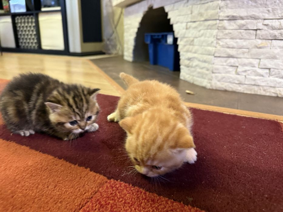 Котята весло прямо шотландка