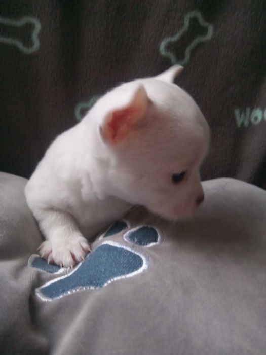 Чихуахуа дівчинка