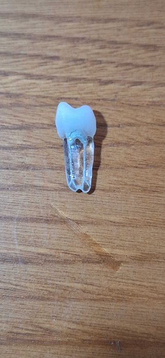 Modelos dentários para prática ENDODONTIA