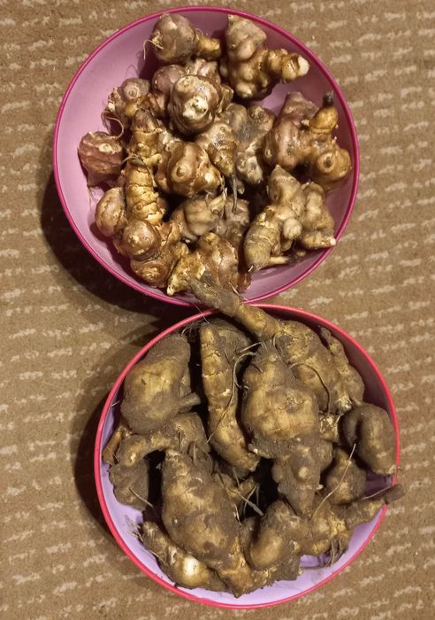 Topinambur albik/rubik/10 kg