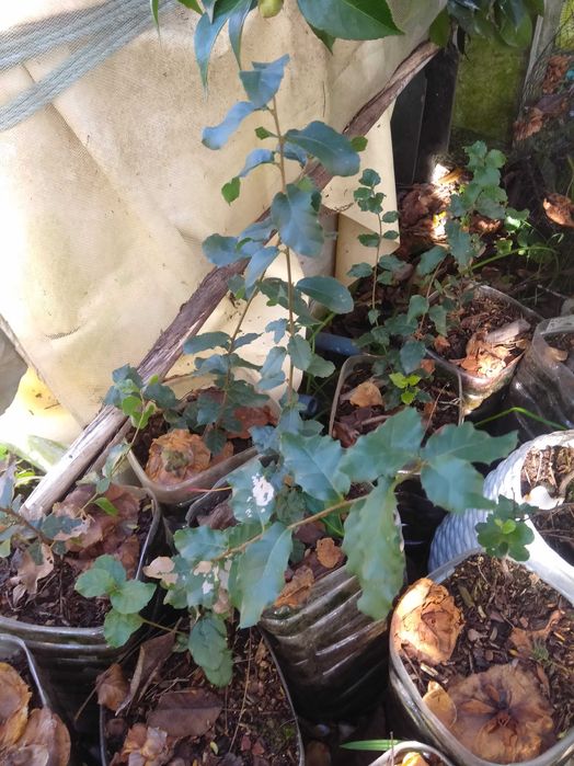 Plantas de alecrim, sobreiros, carvalhos e glicínias