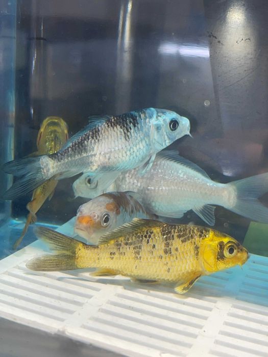 Peixes de Estimação ArrobaFish