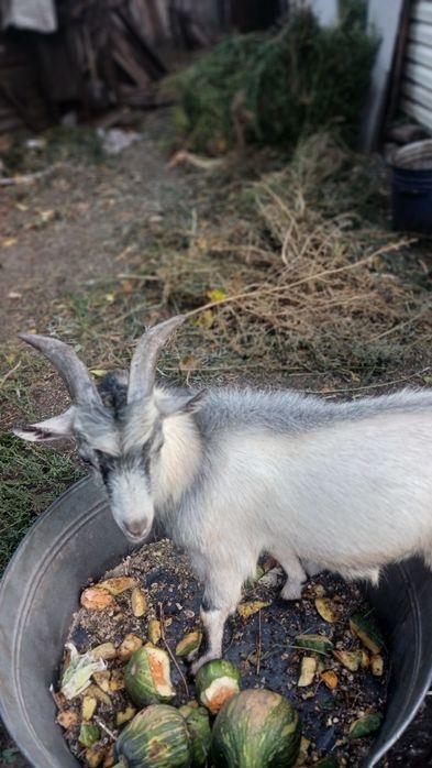 Послуги спарювання красавцем козлом