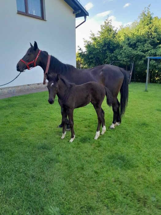 klacz wielkopolska + źrebak