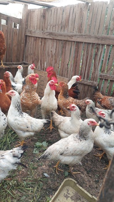 Продам молодих півнів