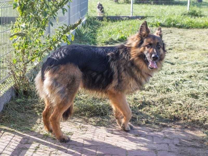 Cezar - w typie Owczarek niemiecki długowłosy