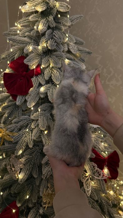 Британка дівчинка