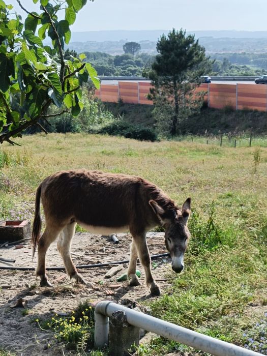 Vendo burro macho