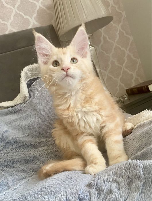Rudy srebrzysty kocurek maine coon HULTAJ Enklawa*PL