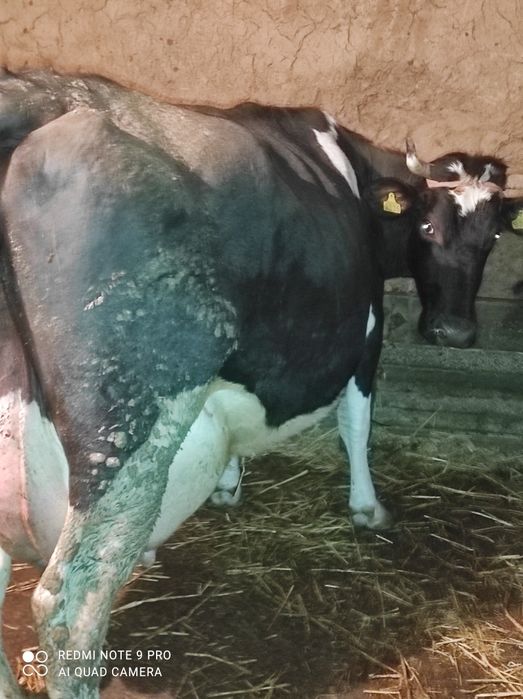 Продам корову на хозяйство