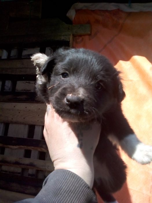 Цуценята  Лайка метиси дівчата