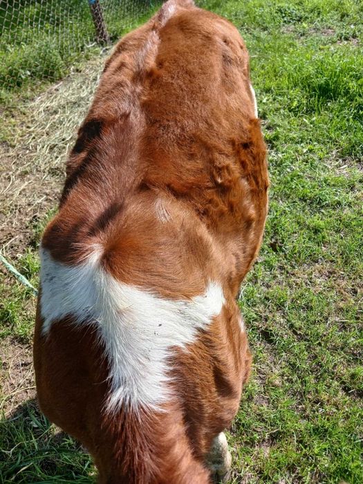 Продається молочна теличка