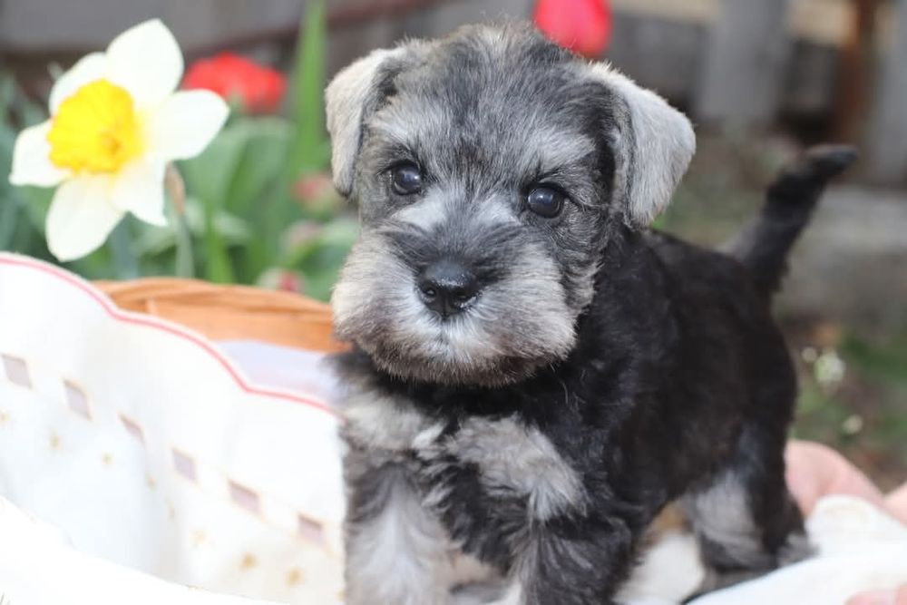 Перцы перцы перцы