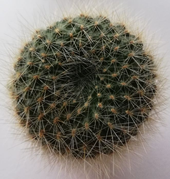 кактус ребуція (червона)