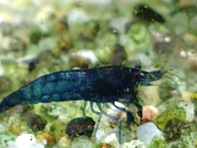 Super promocja krewetki blue velvet neocardina. Yellow, red ril, blody
