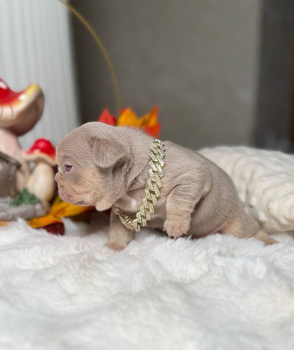 Французький бульдог хлопчик ТОП