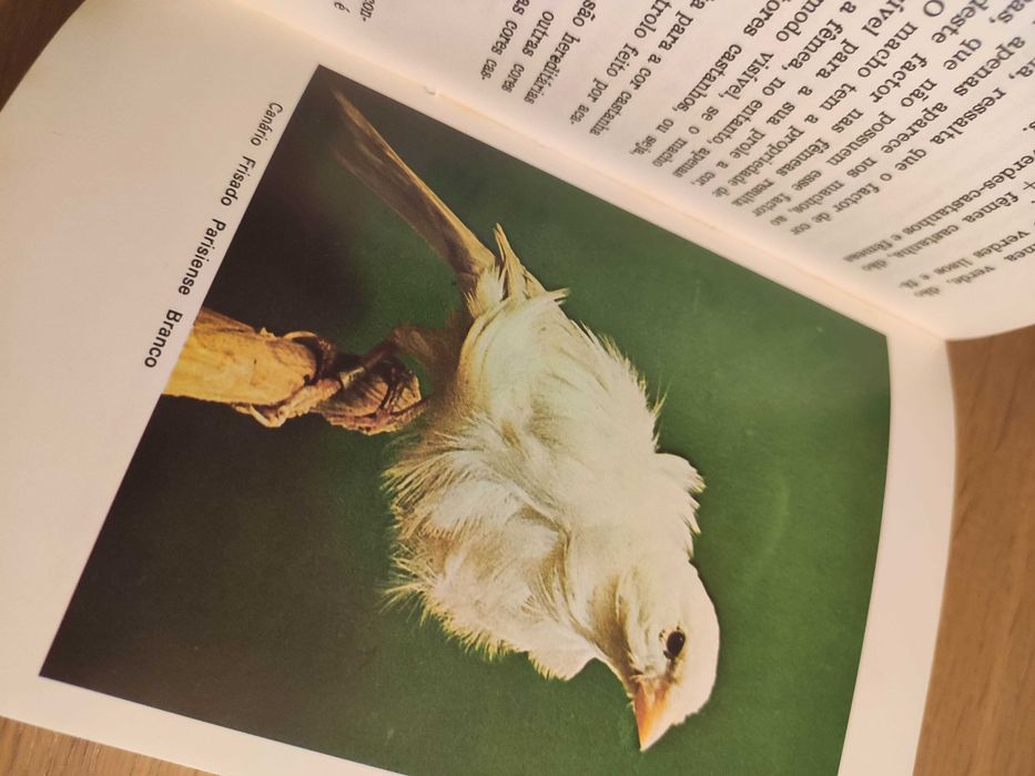 ABC da Criação de canários - Cury af Enehjelm