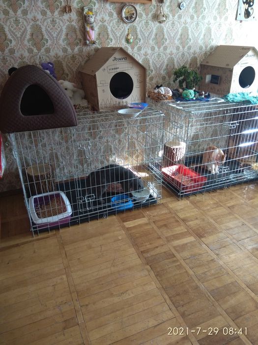 Перетримка котиків, домашній готель - передержка
