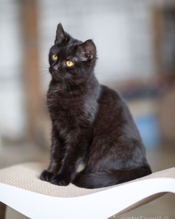 Свит 1.5 года, котенок, котик, малышик
