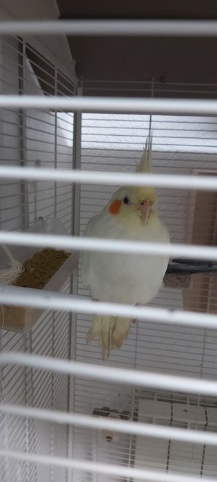 Caturras adultas reprodutoras anilhadas e sexadas - em estado de proc