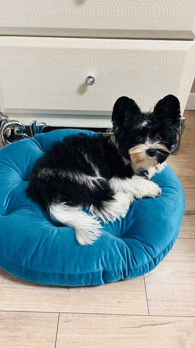 Бівер-йорк, шукає дівчинку для в'язки