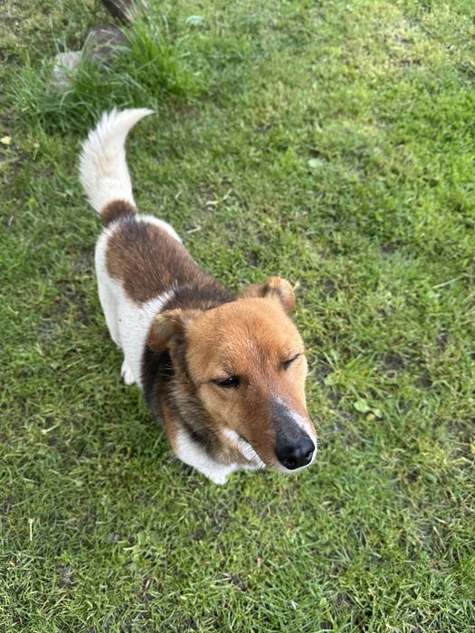 Віддам у добрі руки собаку