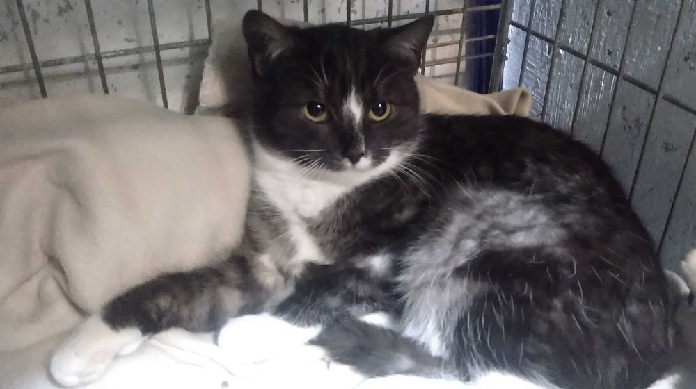 Przecudne kociaki szukają domu