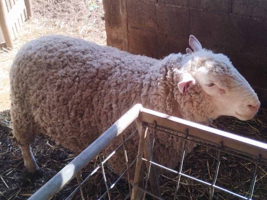 Carneiro cruzado ill de France