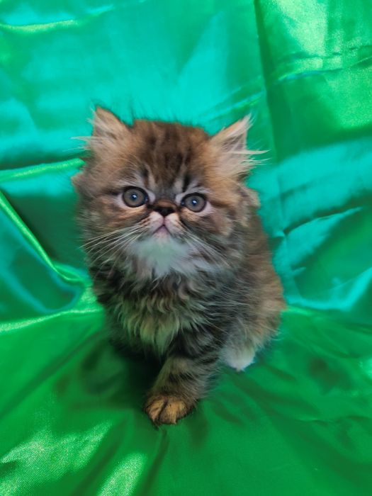 Персидская кошечка