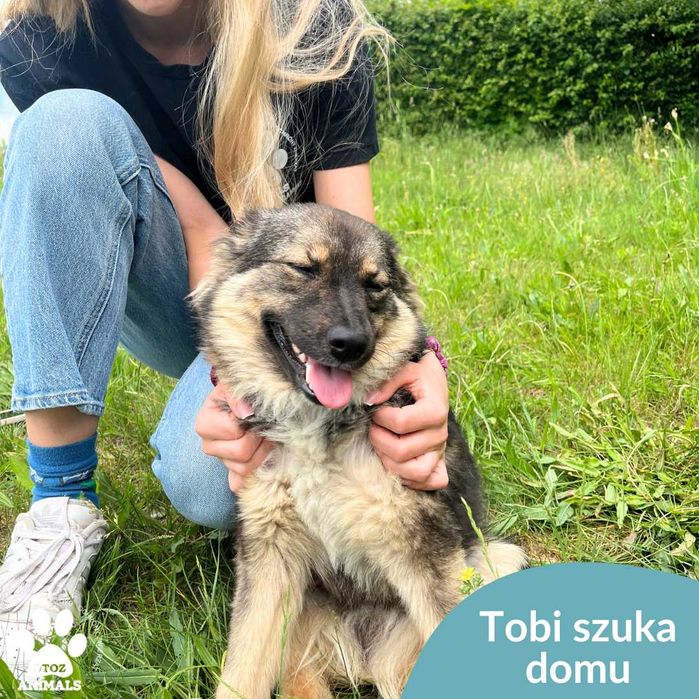 Tobi szuka domu!