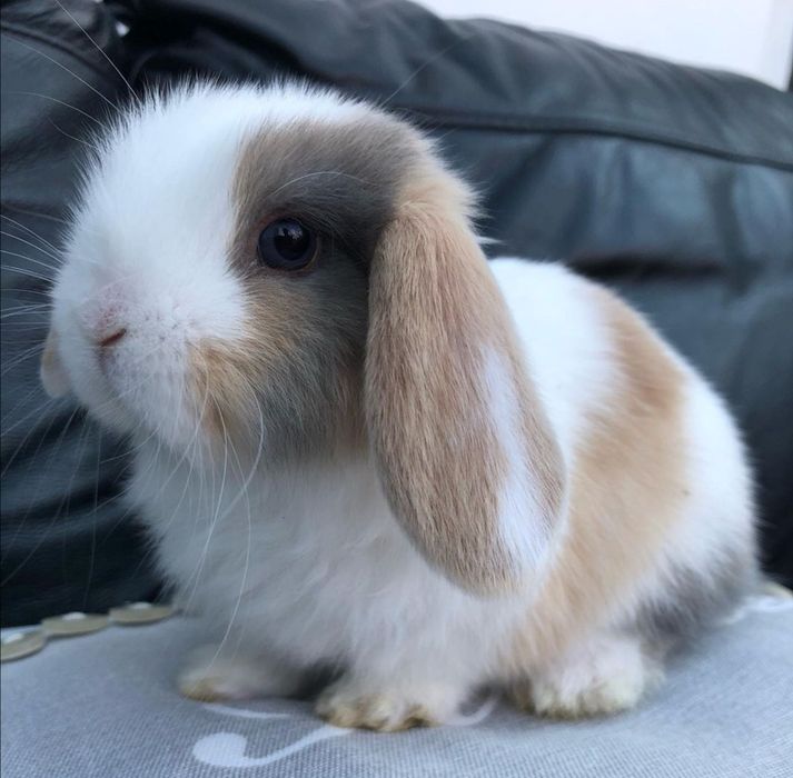 KIT Coelhos anões orelhudos, mini lop super inteligentes e dóceis