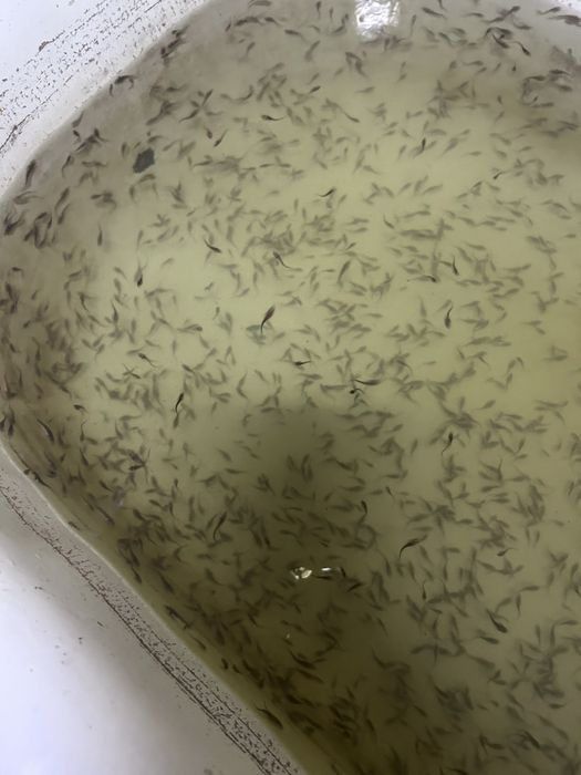 Продам малёк особо ценных видов рыб