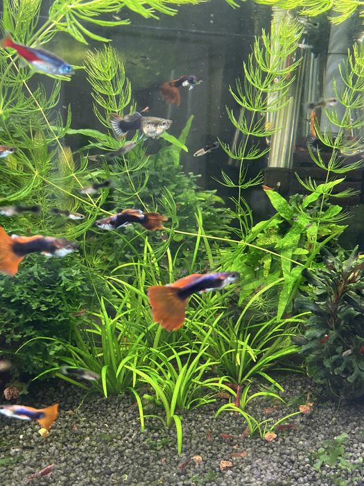 Guppy peixe para aquario