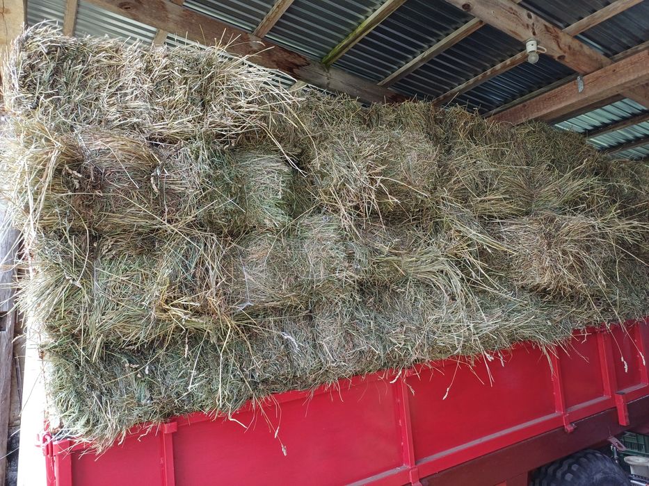 Siano kostka tegoroczne bezdeszczowe
