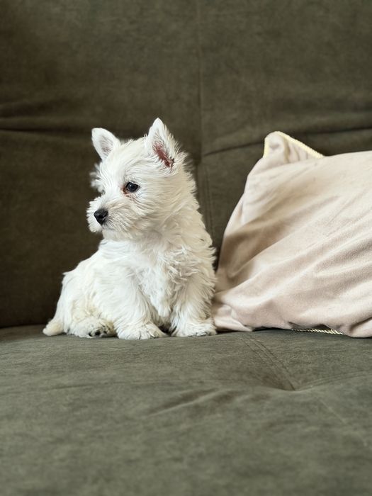 West terrier piesek