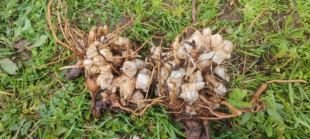 Rizomas de batata Yacon