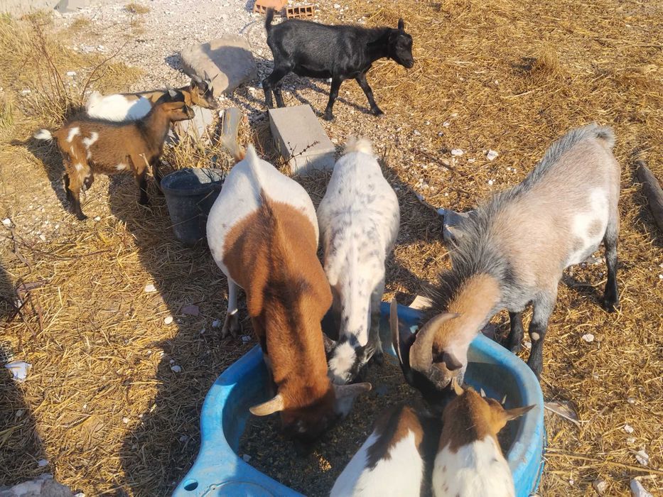 Cabritos, Bodes e Cabras anãs