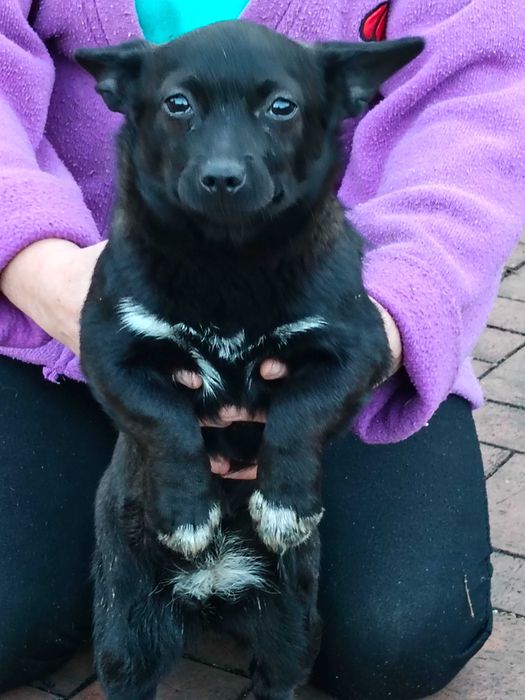 Oddam pieska suczka mieszaniec